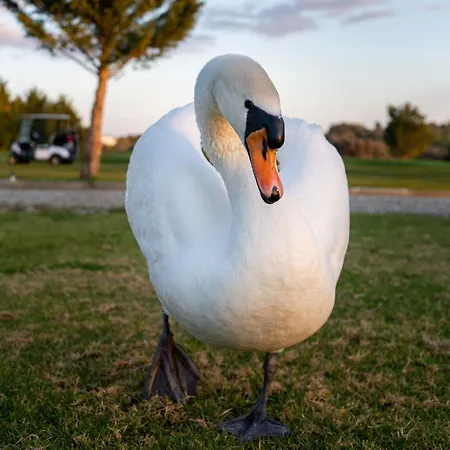 リゾート Pestana Golf & Residences シルヴェス
